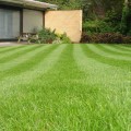 The Truth About the Success Rate of Lawn Care Companies